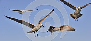 Flying Juvenile Kelp gull Larus dominicanus, also known as the Dominican gull and Black Backed Kelp Gull. Natural blue sky backg