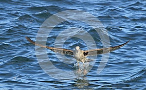 Flying Juvenile Kelp gull . Scientific name: Larus dominicanus, also known as the Dominican gull and Black Backed Kelp Gull. Blue