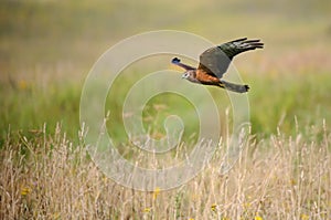 Flying juvenile Montagus harrier over the meadow