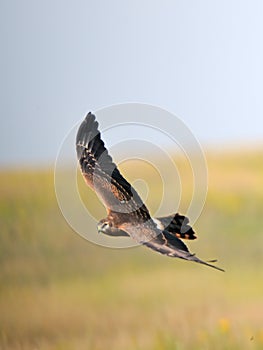 Flying juvenile Montagus harrier over the meadow