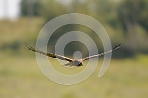 Flying juvenile Montagus harrier over the meadow