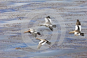 Flying Kelp Geese, Falkland Islands