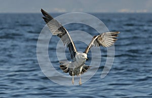 Flying Kelp gull Larus dominicanus, also known as the Dominica