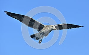 Flying Kelp gull Larus dominicanus, also known as the Dominica