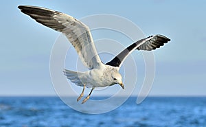 Flying Kelp gull (Larus dominicanus), also known as the Dominica
