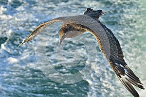 Flying Kelp gull (Larus dominicanus), also known as the Dominica