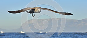 Flying Juvenile Kelp gull Larus dominicanus, also known as the Dominican gull and Black Backed Kelp Gull. Blue sky background. F