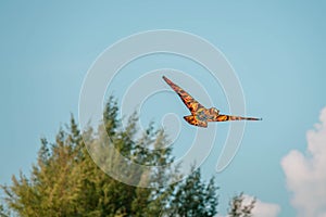 Flying kite toy in form and color of predator bird, close up photo on blue sky background above blurry trees
