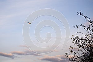 Flying kites on the sky. Slovakia