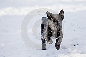 Flying labrador