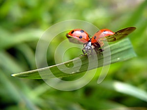 Volador mariquita septada 