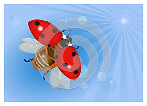 Flying ladybug at the sky
