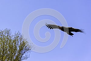 Flying lappet-faced vulture also known as Nubian vulture