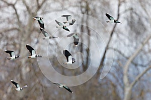 flying lapwing flock (vanellus vanellus) in front of trees