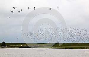 Flying lapwings in the dutch Polder Breebaart photo
