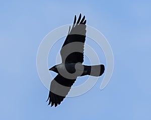 Flying Large-billed crow against a clear blue sky