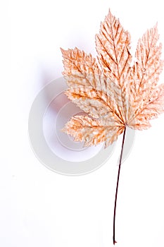 Flying leaf