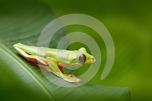 Flying Leaf Frog, Agalychnis spurrelli, green frog sitting on the leaves, tree frog in the nature habitat, Corcovado, Costa Rica.