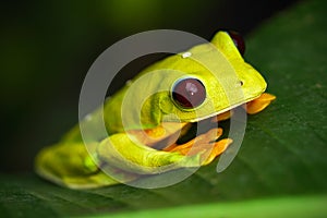 Flying Leaf Frog, Agalychnis spurrelli, green frog sitting on the leaves, tree frog in the nature habitat, Corcovado, Costa Rica