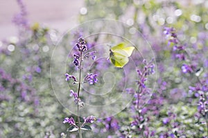 Flying lemon-yellow butterfly fly to purple blooming flower against green blurred floral background