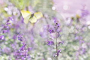 Flying lemon-yellow butterfly fly to purple blooming flower against green blurred floral background