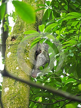 Flying Lemur or Colugo