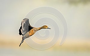 Flying Lesser Whistling Ducks