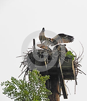 Flying lesson by osprey parent on nest