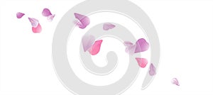 Flying light Pink Purple petals isolated on white background. Roses petals. Falling Cherry flowers. Vector EPS 10 cmyk