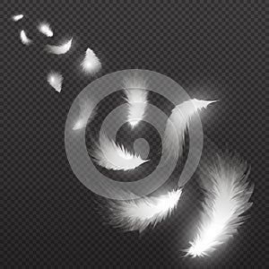 Flying light swan feathers plume on black background vector illustration