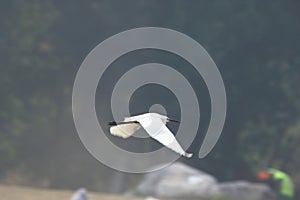 Flying Little Egret photo