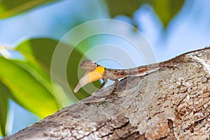 Flying lizard with yellow mane lives in Southeast Asia