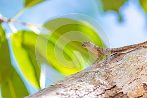 Flying lizard with yellow mane lives in Southeast Asia