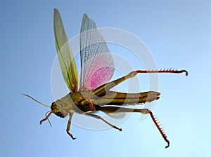 Flying locust
