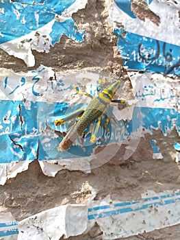 flying locust on wall