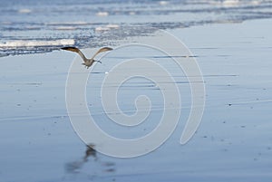 Flying long-billed curlew photo