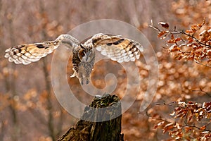 Flying Long-eared owl in autumn forest to stump