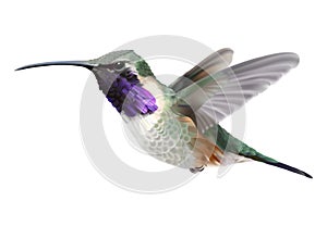 Flying Lucifer Hummingbird - Calothorax lucifer.