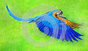Flying macaw parro photo