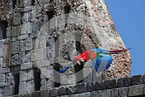 Flying macaw red and blue photo