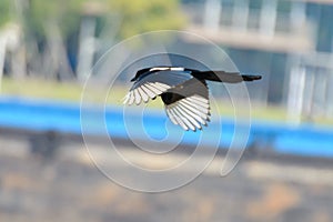 A flying magpie