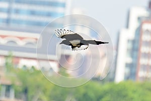 A flying magpie