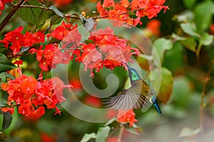 A flying male Fork-tailed Sunbird sucks nectar