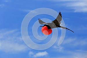 Flying male frigatebird during mating season photo