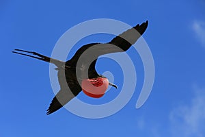 Flying male frigatebird during mating season