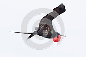 flying male great frigatebird (Fregata minor) with inflated red gular sac