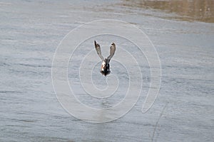 Flying male shoveler duck