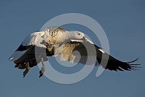 Flying Male Upland Goose