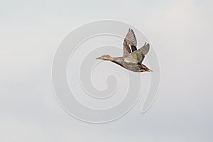 Flying Mallard duck