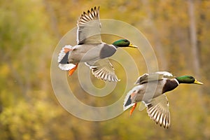 Flying mallard duck photo